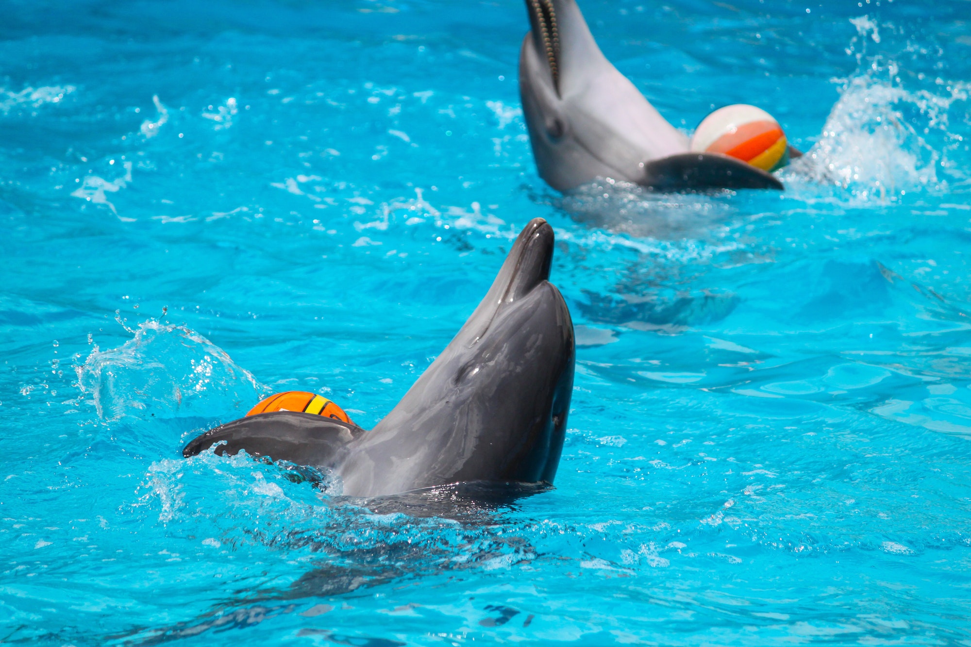 Dolphins show in aquarium