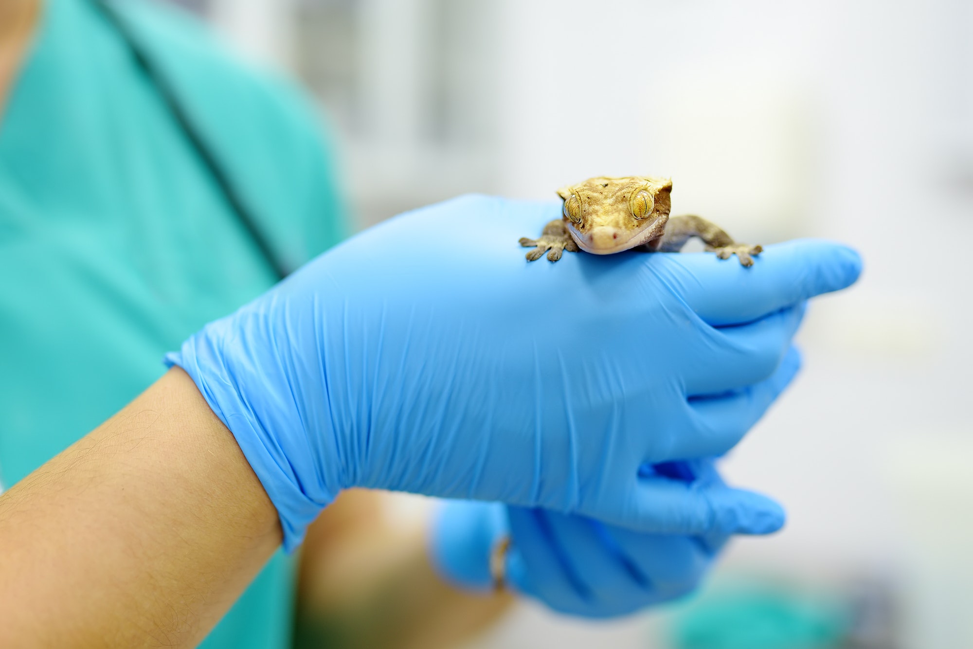 Veterinarian examines a gecko in a veterinary clinic. Exotic animals